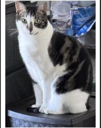 Lost Male Cat last seen Off Route 27 Franklin twp NJ, Franklin Township, NJ 08873