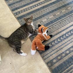 Lost Male Cat last seen San Julian place, San Miguel, Santa Barbara, CA 93109