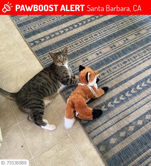 Lost Male Cat last seen San Julian place, San Miguel, Santa Barbara, CA 93109