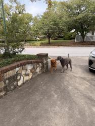 Found/Stray Unknown Dog last seen Holland and Kingsbury Springfield mo, Springfield, MO 65807
