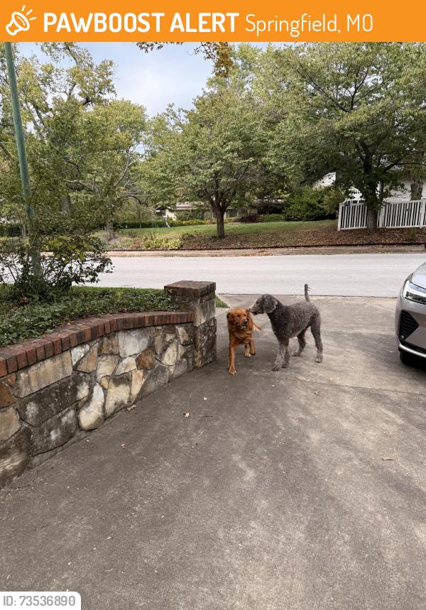 Found/Stray Unknown Dog last seen Holland and Kingsbury Springfield mo, Springfield, MO 65807