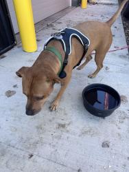 Reunited Female Dog last seen Wadsworth rd-261 and Romig Rd, Akron, OH 44320