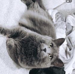 Lost Male Cat last seen Wilmer, Cincinnati, OH 45247