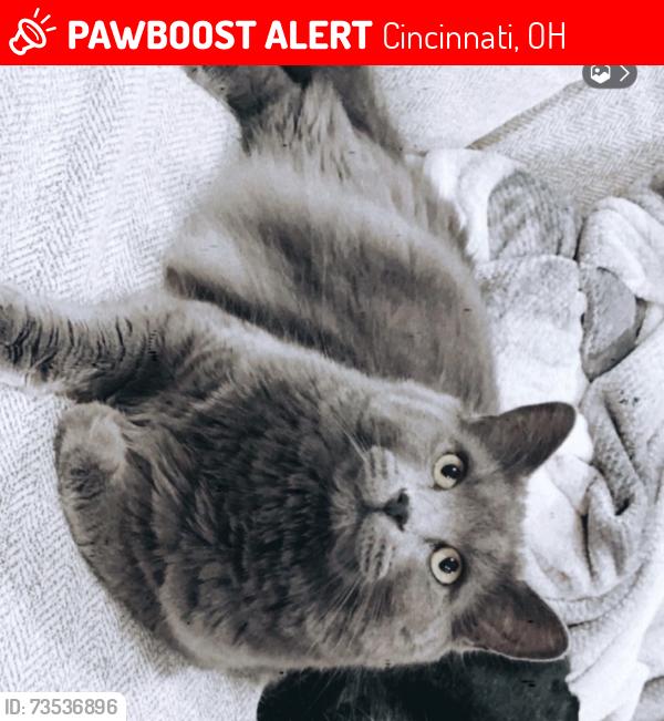 Lost Male Cat last seen Wilmer, Cincinnati, OH 45247