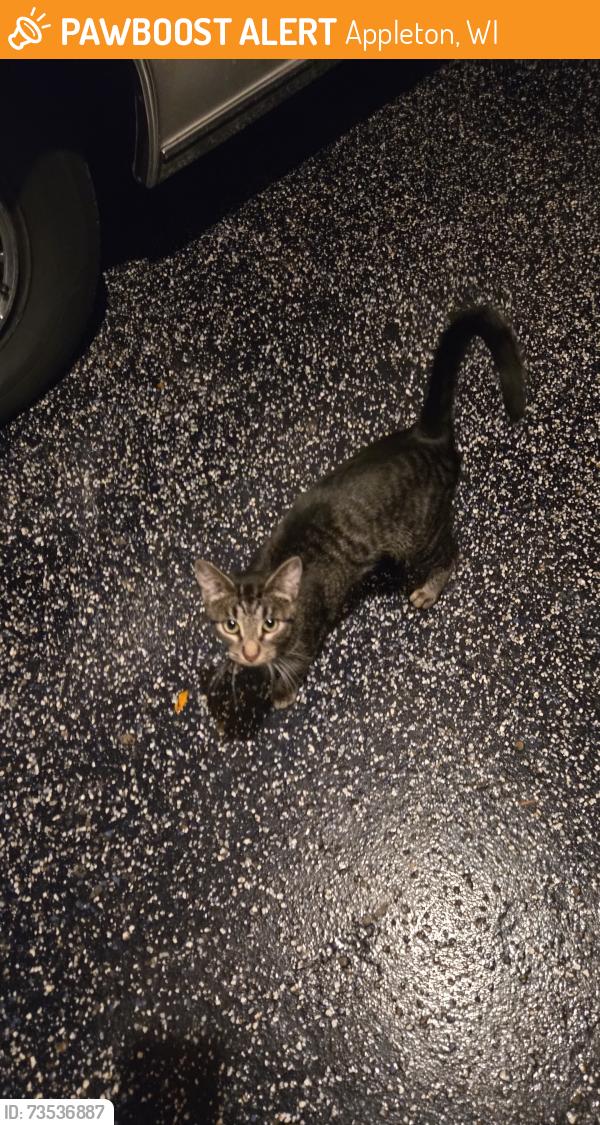 Found/Stray Unknown Cat last seen Mark's Eastside Supper Club,, Appleton, WI 54911