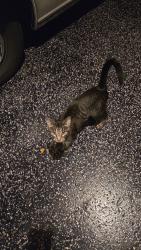 Found/Stray Unknown Cat last seen Mark's Eastside Supper Club,, Appleton, WI 54911