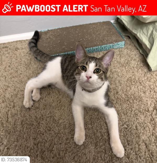 Lost Male Cat last seen Castle Rock rd and N White Stone way, San Tan Valley, AZ 85143
