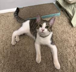 Lost Male Cat last seen Castle Rock rd and N White Stone way, San Tan Valley, AZ 85143