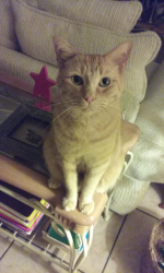 Reunited Male Cat last seen Bamboo Ct, Orlando, FL 32811, USA, Orlando, FL 32811