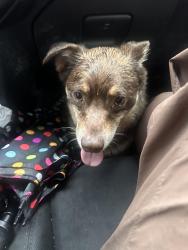 Reunited Male Dog last seen Oraze Elementary school . Armstrong and Dakota abe, Clovis, CA 93727