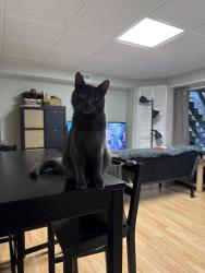 Lost Male Cat last seen Meadowcroft Court, Montgomery Village, MD 20886