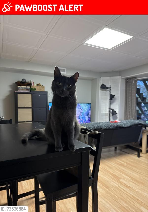 Lost Male Cat last seen Meadowcroft Court, Montgomery Village, MD 20886