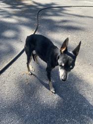 Found/Stray Female Dog last seen Near and south Harvard area, Tulsa County, OK 74008