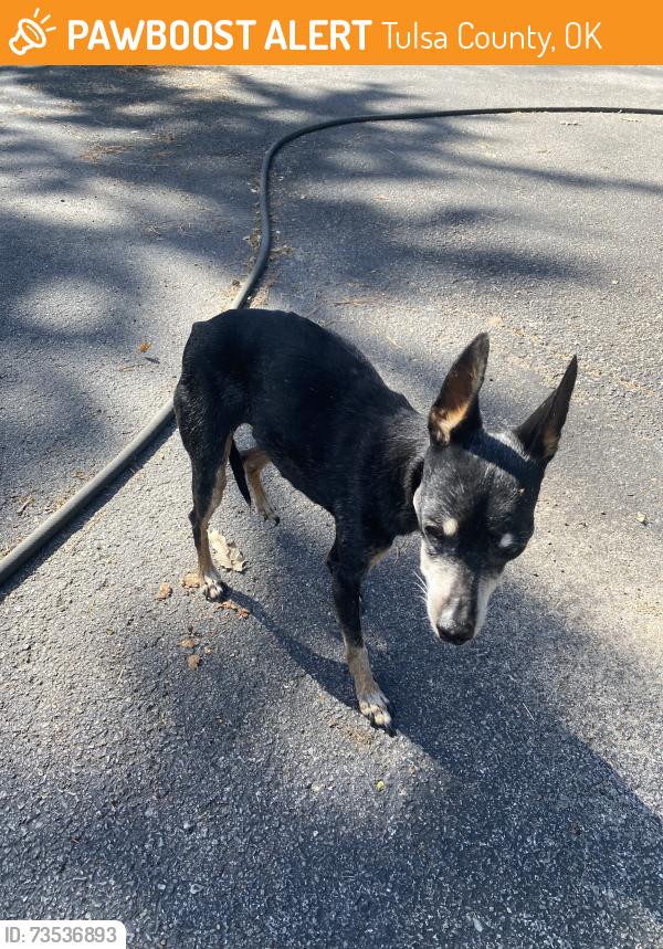 Found/Stray Female Dog last seen Near and south Harvard area, Tulsa County, OK 74008