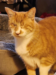 Lost Male Cat last seen Del Paso Blvd, Sacramento, CA 95815