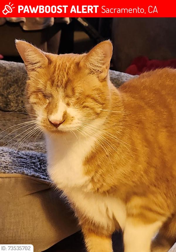 Lost Male Cat last seen Del Paso Blvd, Sacramento, CA 95815