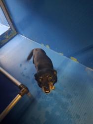Shelter Stray Male Dog last seen Near BLK NORTHRUP ST, BAKERSFIELD, CA, 201 S Mt Vernon Ave, Bakersfield, CA 93307, USA
