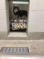 Shelter Stray Male Dog last seen E 80TH AVE AND ROSEMARY ST, 12155 Park Blvd, Brighton, CO 80601, USA