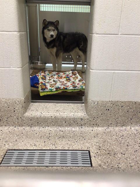 Shelter Stray Male Dog last seen E 80TH AVE AND ROSEMARY ST, 12155 Park Blvd, Brighton, CO 80601, USA