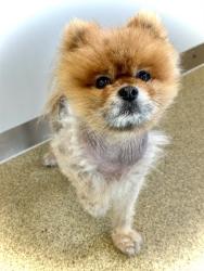 Shelter Stray Male Dog last seen Near BLOCK S TOLMAN CREST WAY, 4522 W 3500 S, West Valley City, UT 84120, USA