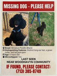 Reunited Male Dog last seen Dobbins Huffsmith, Magnolia, TX 77354