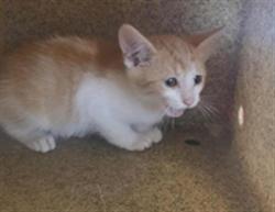 Shelter Stray Unknown Cat last seen Near BLOCK REDWOOD PLACE, 4522 W 3500 S, West Valley City, UT 84120, USA