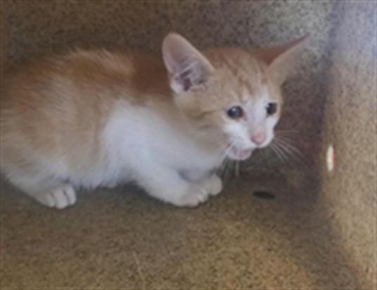Shelter Stray Unknown Cat last seen Near BLOCK REDWOOD PLACE, 4522 W 3500 S, West Valley City, UT 84120, USA
