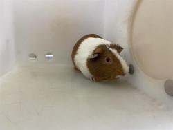 Shelter Stray Male Other last seen Near BLOCK W VLIET ST #3, 3839 W Burnham St, West Milwaukee, WI 53215, USA