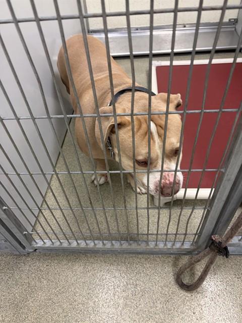 Shelter Stray Male Dog last seen Near BLOCK S 2910 W, WEST VALLEY CITY UT 84119, 4522 W 3500 S, West Valley City, UT 84120, USA