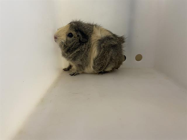 Shelter Stray Female Other last seen Near BLOCK W VLIET ST #3, 3839 W Burnham St, West Milwaukee, WI 53215, USA