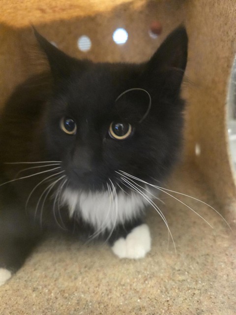 Shelter Stray Unknown Cat last seen Near BLOCK S REDWOOD RD, 4522 W 3500 S, West Valley City, UT 84120, USA