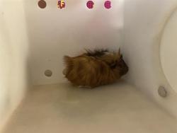 Shelter Stray Female Other last seen Near BLOCK W VLIET ST #3, 3839 W Burnham St, West Milwaukee, WI 53215, USA