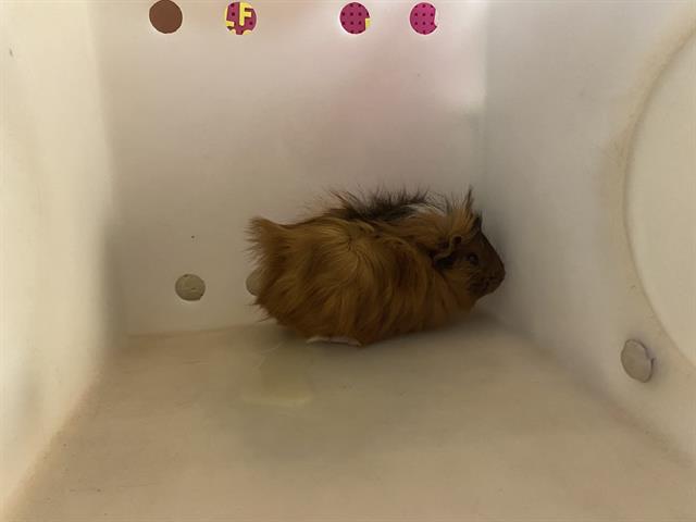 Shelter Stray Female Other last seen Near BLOCK W VLIET ST #3, 3839 W Burnham St, West Milwaukee, WI 53215, USA