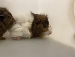 Shelter Stray Male Other last seen Near BLOCK W VLIET ST #3, 3839 W Burnham St, West Milwaukee, WI 53215, USA