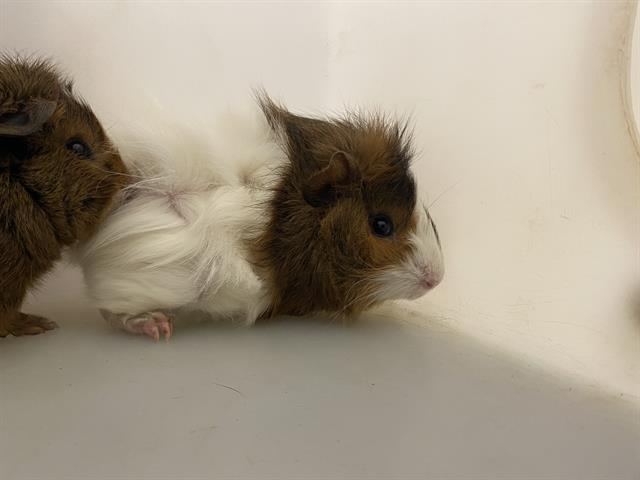 Shelter Stray Male Other last seen Near BLOCK W VLIET ST #3, 3839 W Burnham St, West Milwaukee, WI 53215, USA