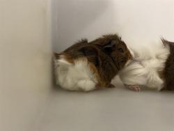 Shelter Stray Male Other last seen Near BLOCK W VLIET ST #3, 3839 W Burnham St, West Milwaukee, WI 53215, USA