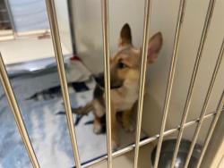 Shelter Stray Male Dog last seen Near BLOCK S 16TH ST, 3839 W Burnham St, West Milwaukee, WI 53215, USA