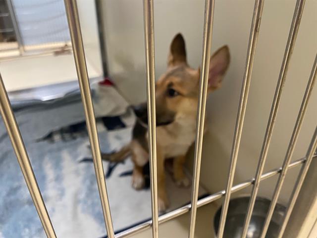 Shelter Stray Male Dog last seen Near BLOCK S 16TH ST, 3839 W Burnham St, West Milwaukee, WI 53215, USA