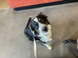 Shelter Stray Male Dog last seen Near BLOCK W 31ST ST S, WICHITA KS 67217, 3303 N Hillside St, Wichita, KS 67219, USA