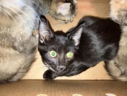 Shelter Stray Unknown Cat last seen Near BLOCK S PATTIE ST, WICHITA KS 67211, 3303 N Hillside St, Wichita, KS 67219, USA