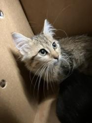Shelter Stray Unknown Cat last seen Near BLOCK S PATTIE ST, WICHITA KS 67211, 3303 N Hillside St, Wichita, KS 67219, USA