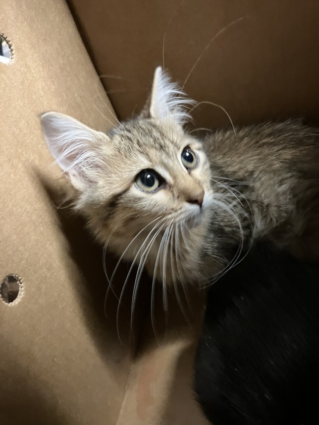 Shelter Stray Unknown Cat last seen Near BLOCK S PATTIE ST, WICHITA KS 67211, 3303 N Hillside St, Wichita, KS 67219, USA