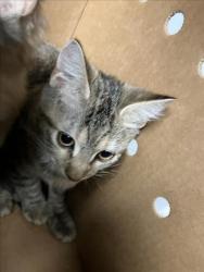 Shelter Stray Unknown Cat last seen Near BLOCK S PATTIE ST, WICHITA KS 67211, 3303 N Hillside St, Wichita, KS 67219, USA