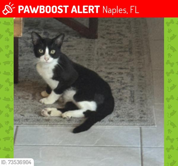 Lost Male Cat last seen della dr, Naples, FL 34117