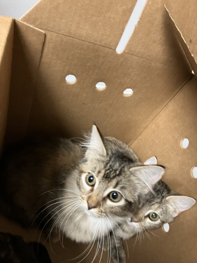 Shelter Stray Unknown Cat last seen Near BLOCK S PATTIE ST, WICHITA KS 67211, 3303 N Hillside St, Wichita, KS 67219, USA