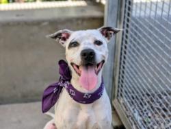 Shelter Stray Male Dog last seen , 957 N Gaffey St, San Pedro, CA 90731, USA