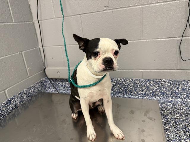 Shelter Stray Female Dog last seen AVENUE 52/GRAPEFRUIT BLVD, 72050 Pet Land Pl, Thousand Palms, CA 92276, USA