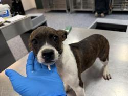 Shelter Stray Female Dog last seen 66TH AVE X PIERCE ST, MECCA, 72050 Pet Land Pl, Thousand Palms, CA 92276, USA