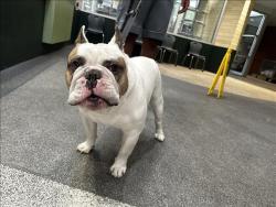 Shelter Stray Male Dog last seen , 3201 Lacy St, Los Angeles, CA 90031, USA