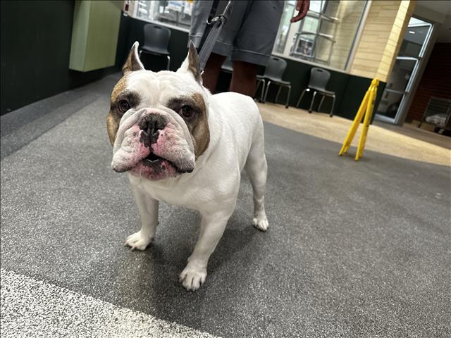 Shelter Stray Male Dog last seen , 3201 Lacy St, Los Angeles, CA 90031, USA
